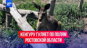 Кенгуру Сидней, сбежавший из местного зоопарка, был замечен на полях Ростовской области